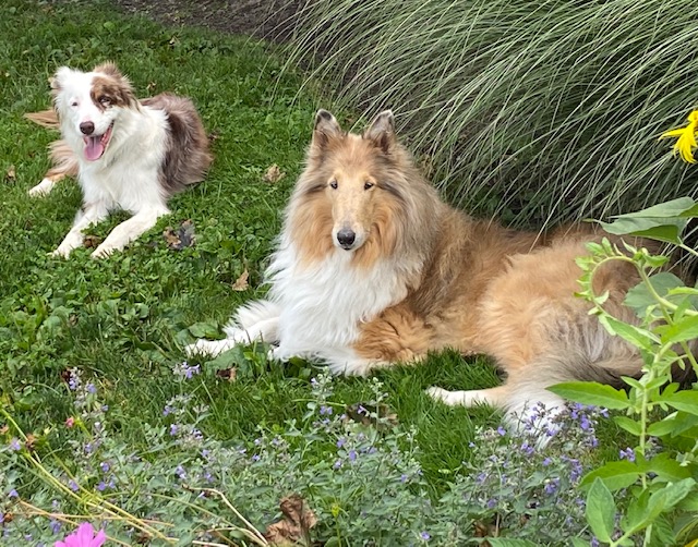 Sassy Lassie, The Rough Collie Guide Dog