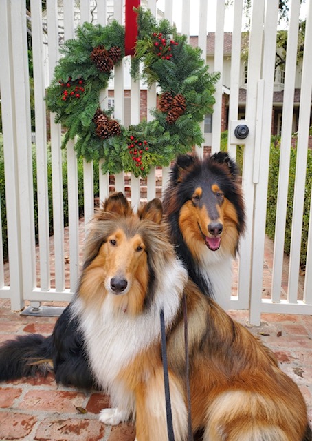 My Brodie--His younger days  Collie dog, Sheltie dogs, Dog breeds