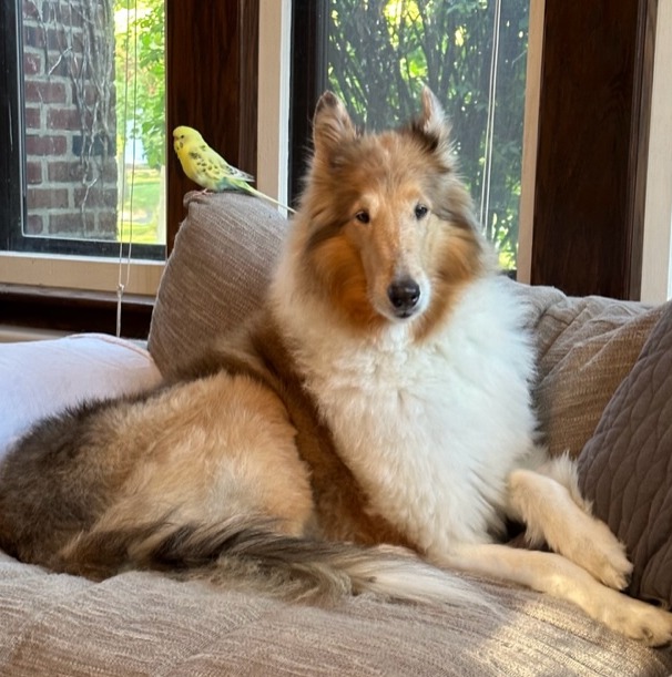 Sassy Lassie, The Rough Collie Guide Dog