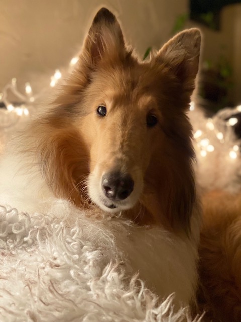 Sassy Lassie, The Rough Collie Guide Dog